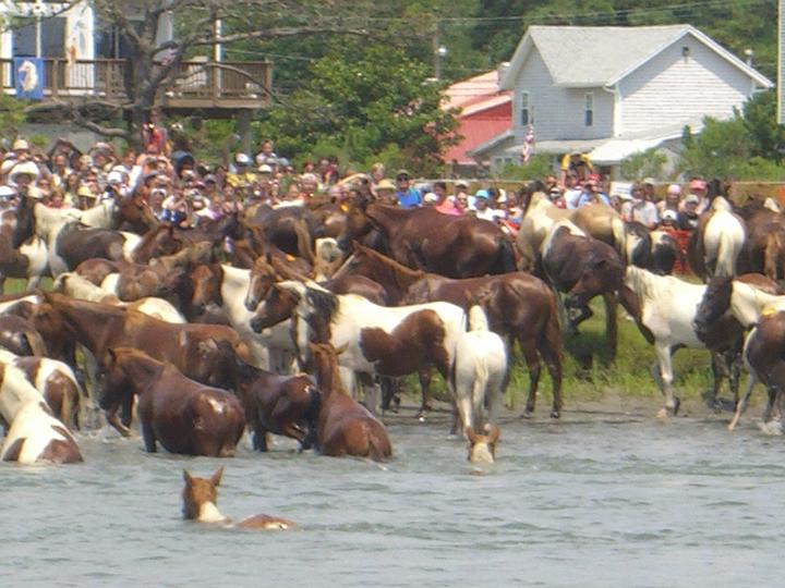 Chincoteague Pony Swim July 2007 065.JPG